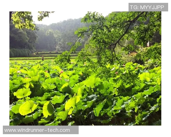 深度对话：杨娜如何在DOTA2世界中追寻梦想与成长